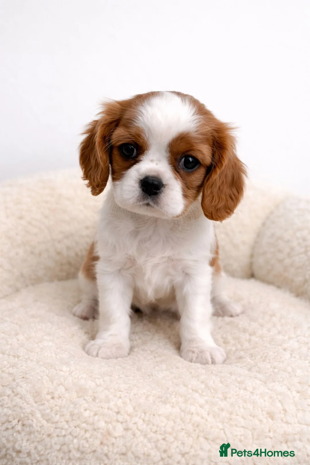 Cavalier King Charles Spaniel dogs for sale: Advanced trained Cavalier King Charles Spaniel - Advert 1