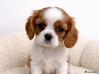 Cavalier King Charles Spaniel dogs for sale: Advanced trained Cavalier King Charles Spaniel - Advert 2