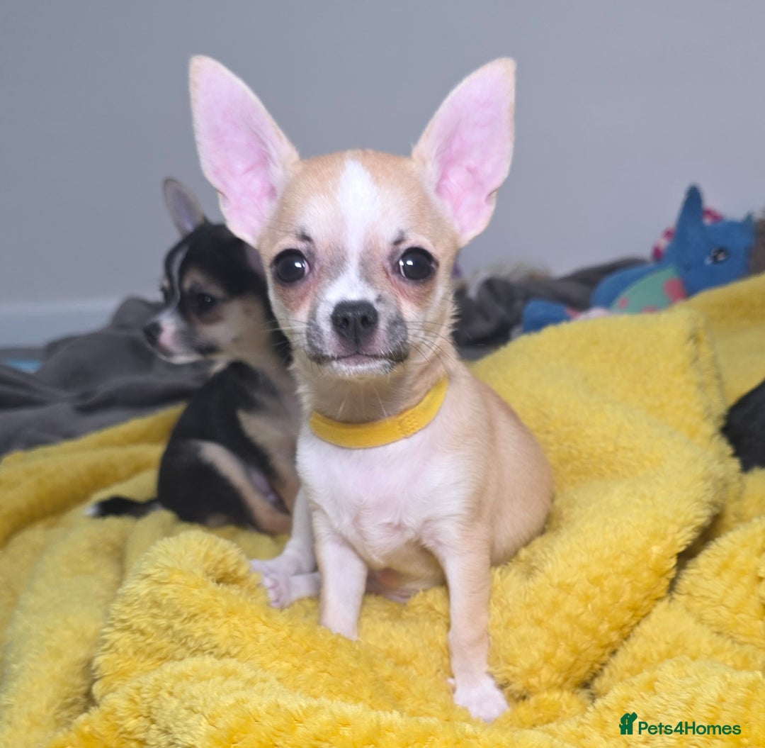 Chihuahua dogs for sale: CHIHUAHUA Girls Ready To Go - Advert 19