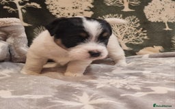 Jack Russell dogs for sale: KC Reg Jack Russell Pups,Parents DNA health tested - Image 2
