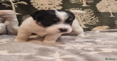 Jack Russell dogs - Advert 16