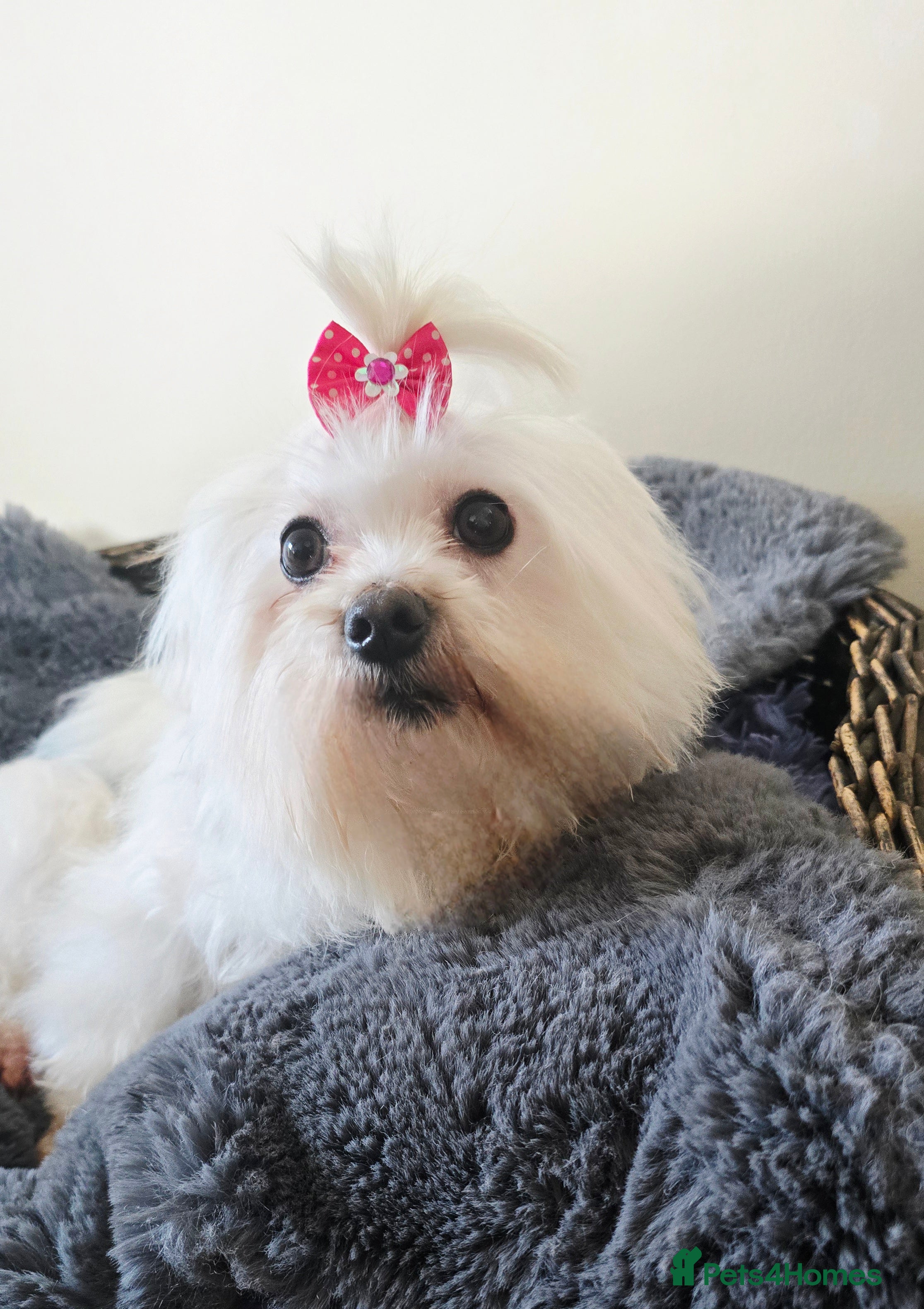 Maltese dogs *Beautiful Maltese 4yrs girl* - Advert 16