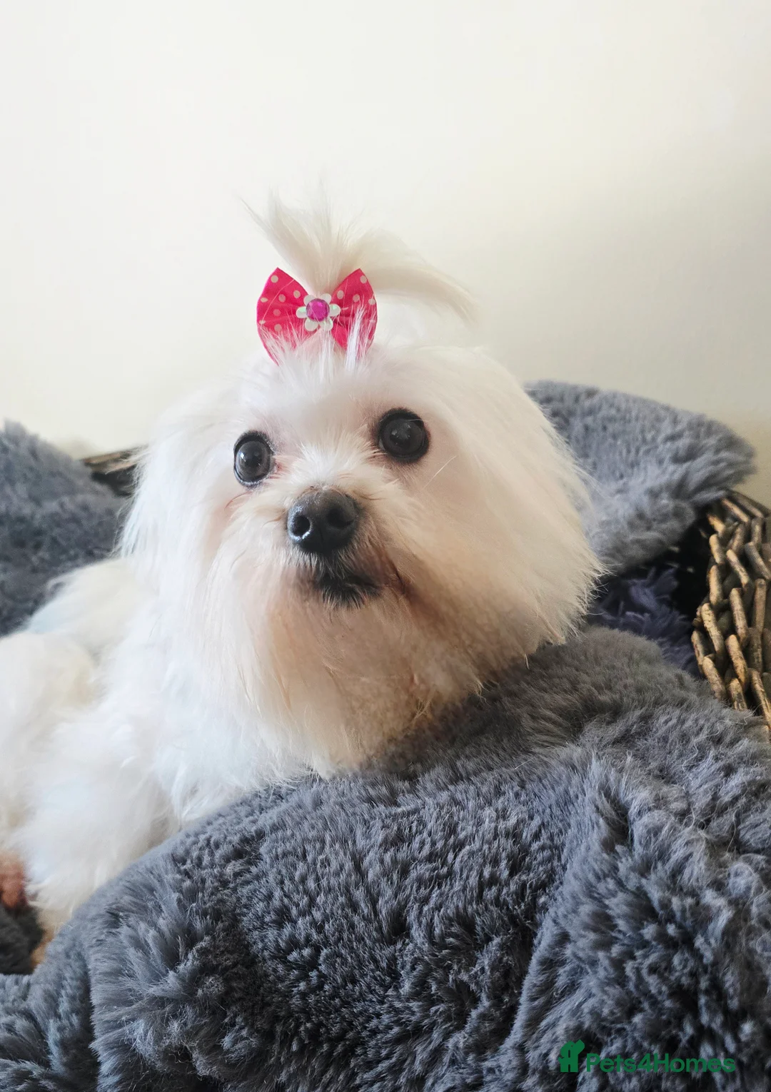 Maltese dogs for sale: *Beautiful Maltese 4yrs girl* - Advert 1