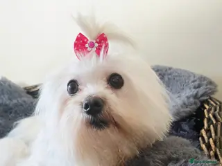 Maltese dogs *Beautiful Maltese 4yrs girl* - Advert 16