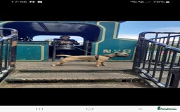 Border Terrier dogs for sale: 5 border terrier puppys  - Image 2