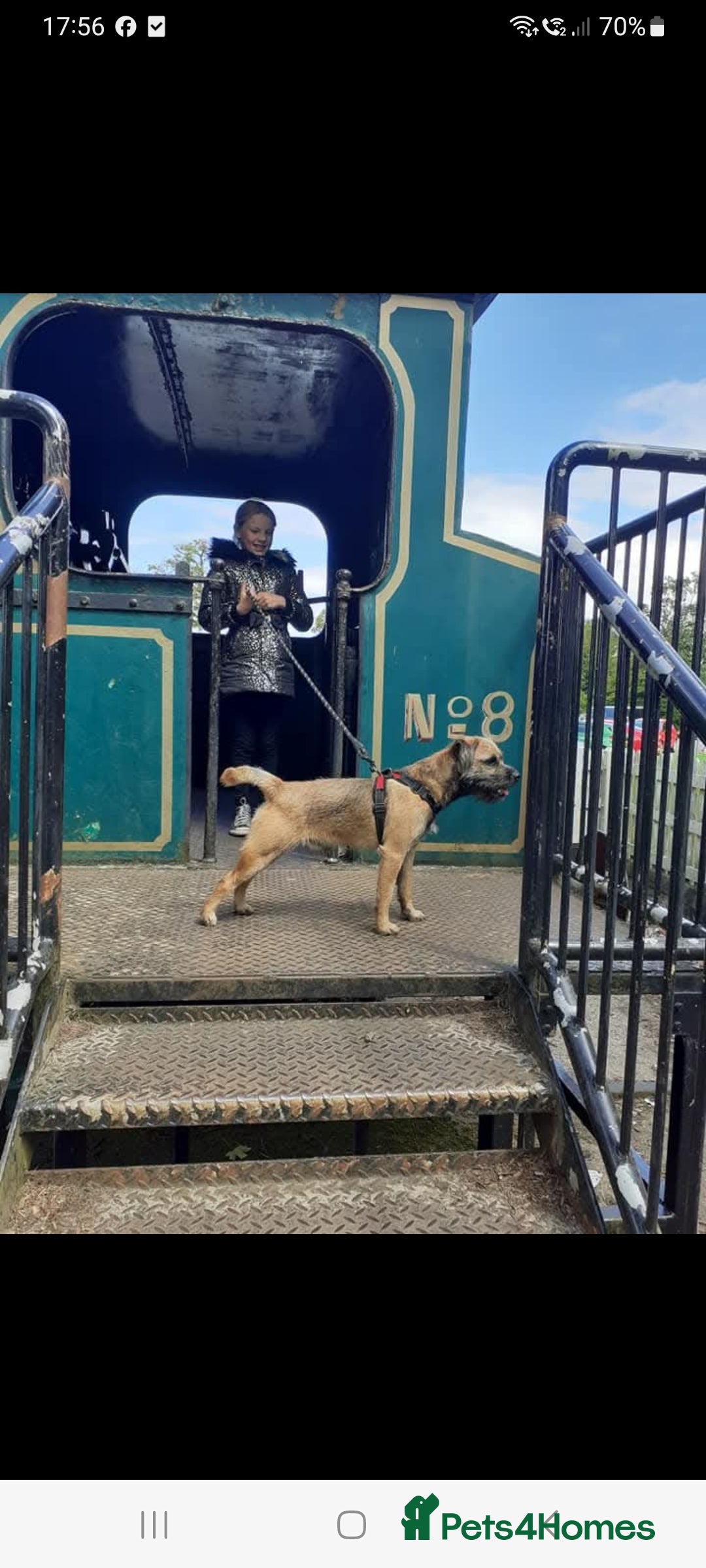 Border Terrier dogs for sale: 5 border terrier puppys  - Image 2