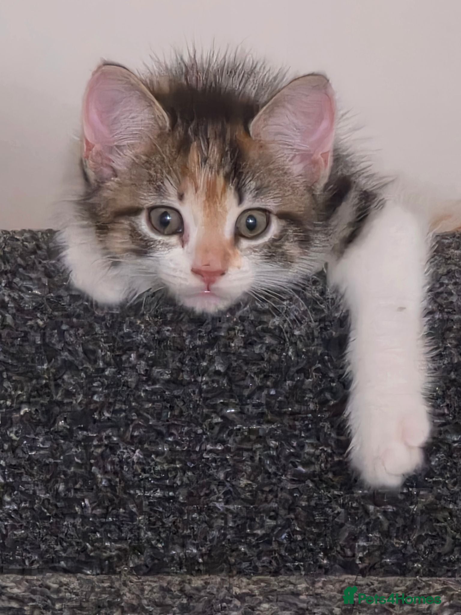 Mixed Breed cats Calico Female kitten 16 weeks - Advert 1