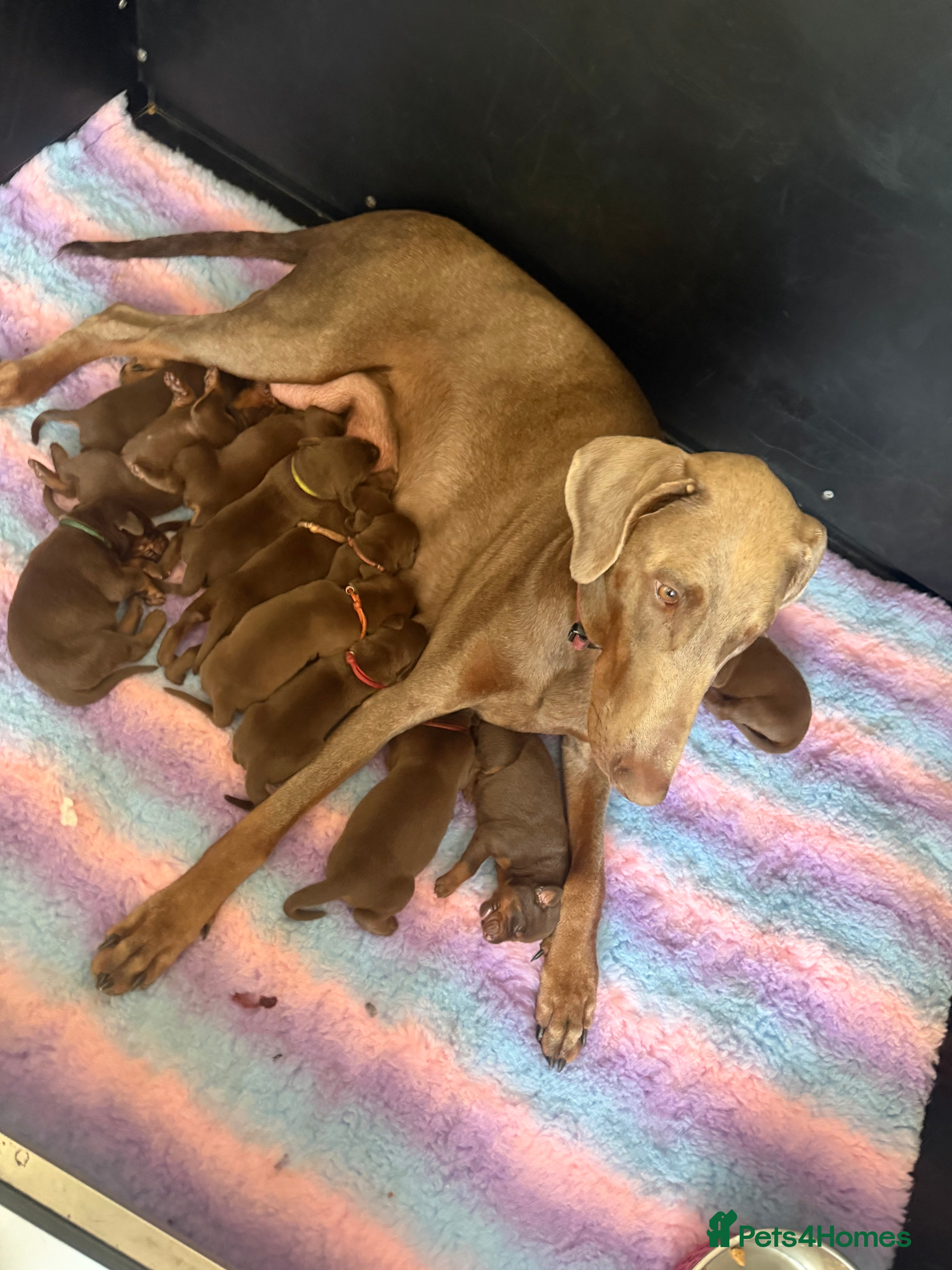 Dobermann dogs 12 stunning Doberman puppies - Advert 2