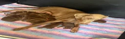 Dobermann dogs for sale: 12 stunning Doberman puppies - Advert 2
