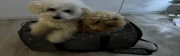 Toy Poodle dogs for sale: Beautiful toy poodle puppies! Edinburgh  - Advert 2