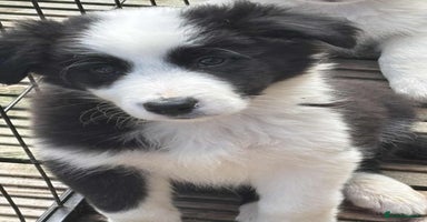 Border Collie dogs - Advert 15