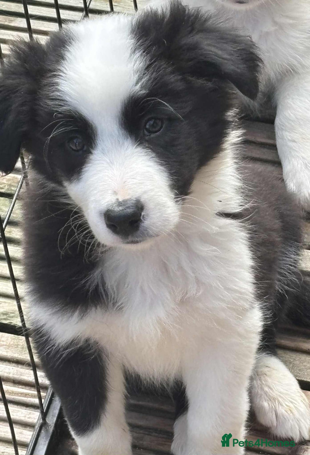 Border Collie dogs for sale: Stunning Border Collie Puppies- merle, b&w - Image 2
