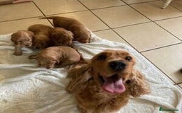Cocker Spaniel dogs for sale: Show cocker spaniel puppy  - Image 8