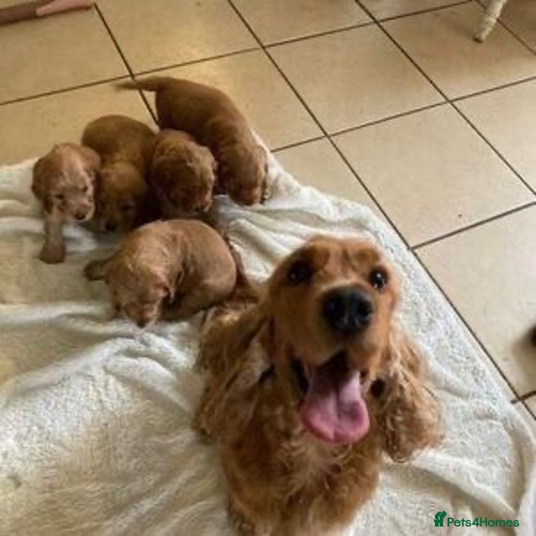Cocker Spaniel dogs for sale: Show cocker spaniel puppy  - Image 8