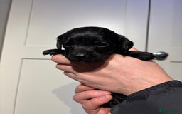 Springador dogs for sale: Labrador/Springador cross pups - Advert 11