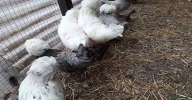 Chickens poultry - Advert 8