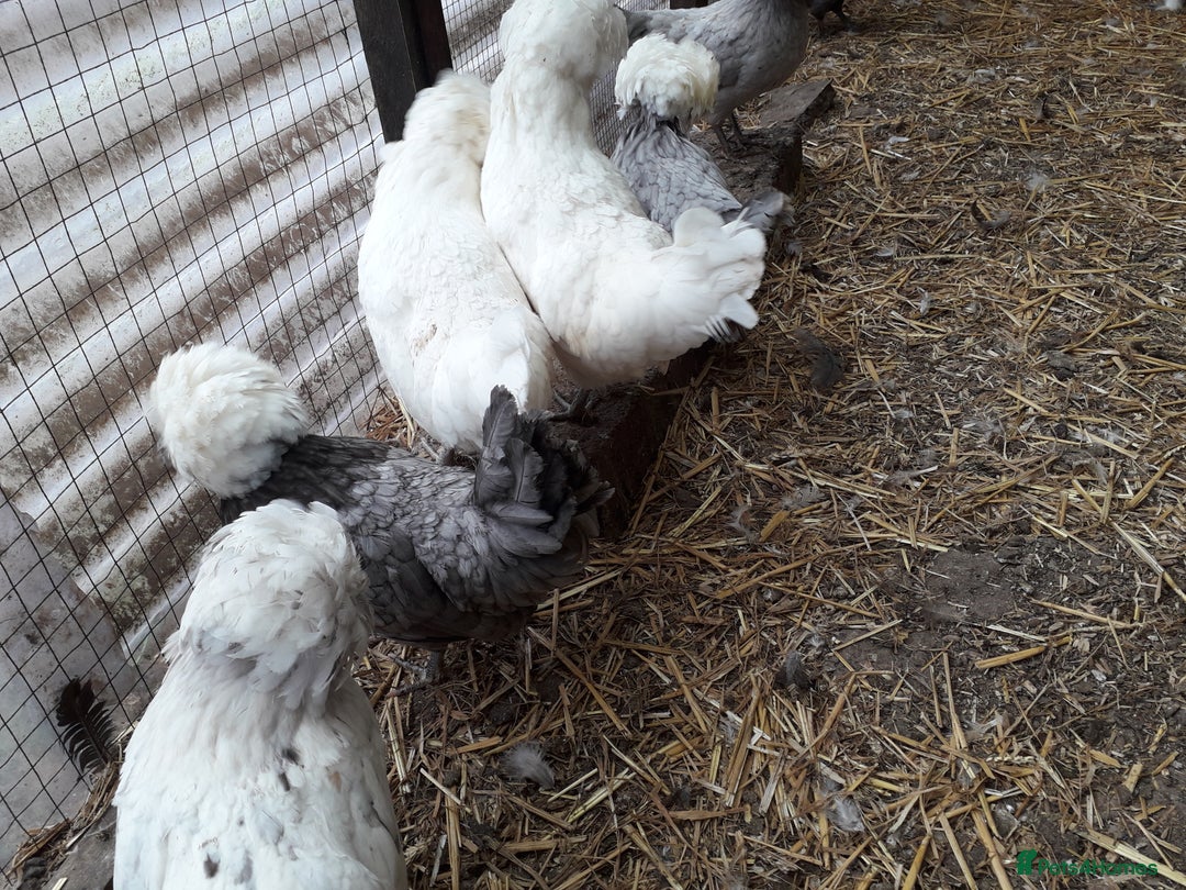 Chickens poultry for sale: Polish bantams all female  - Image 3