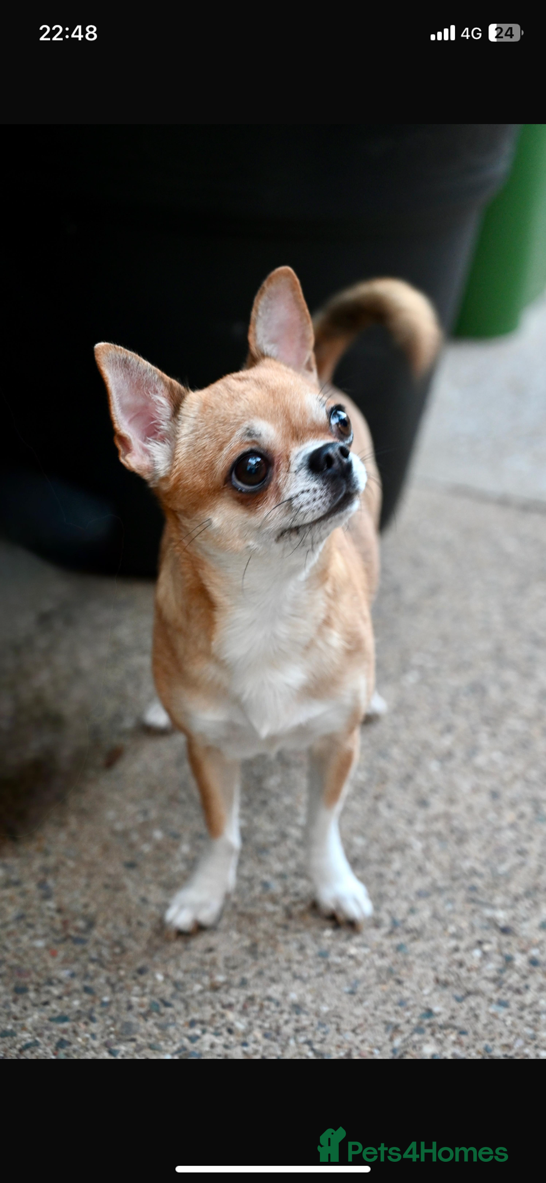 Chihuahua dogs for sale: ❤️ Last little boy ready for his forever home ❤️ - Advert 18