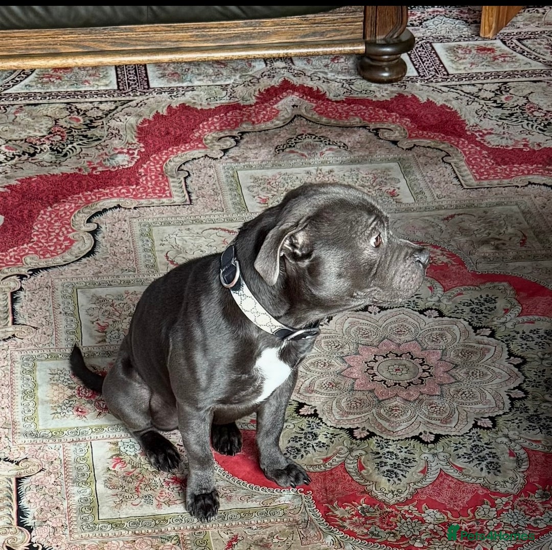 Staffordshire Bull Terrier dogs for sale: KC registered staffordshire bull terrier - Advert 2