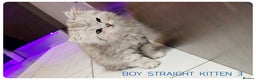 Scottish Fold cats for sale: SCOTTISH FOLD KITTENS (DELIVERY  AVAILABLE) - Advert 5