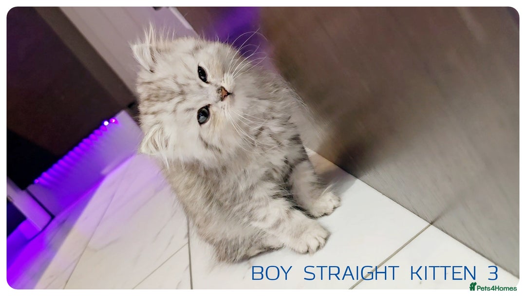 Scottish Fold cats for sale: SCOTTISH FOLD KITTENS (DELIVERY  AVAILABLE) - Image 5