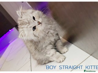 Scottish Fold cats - Advert 11