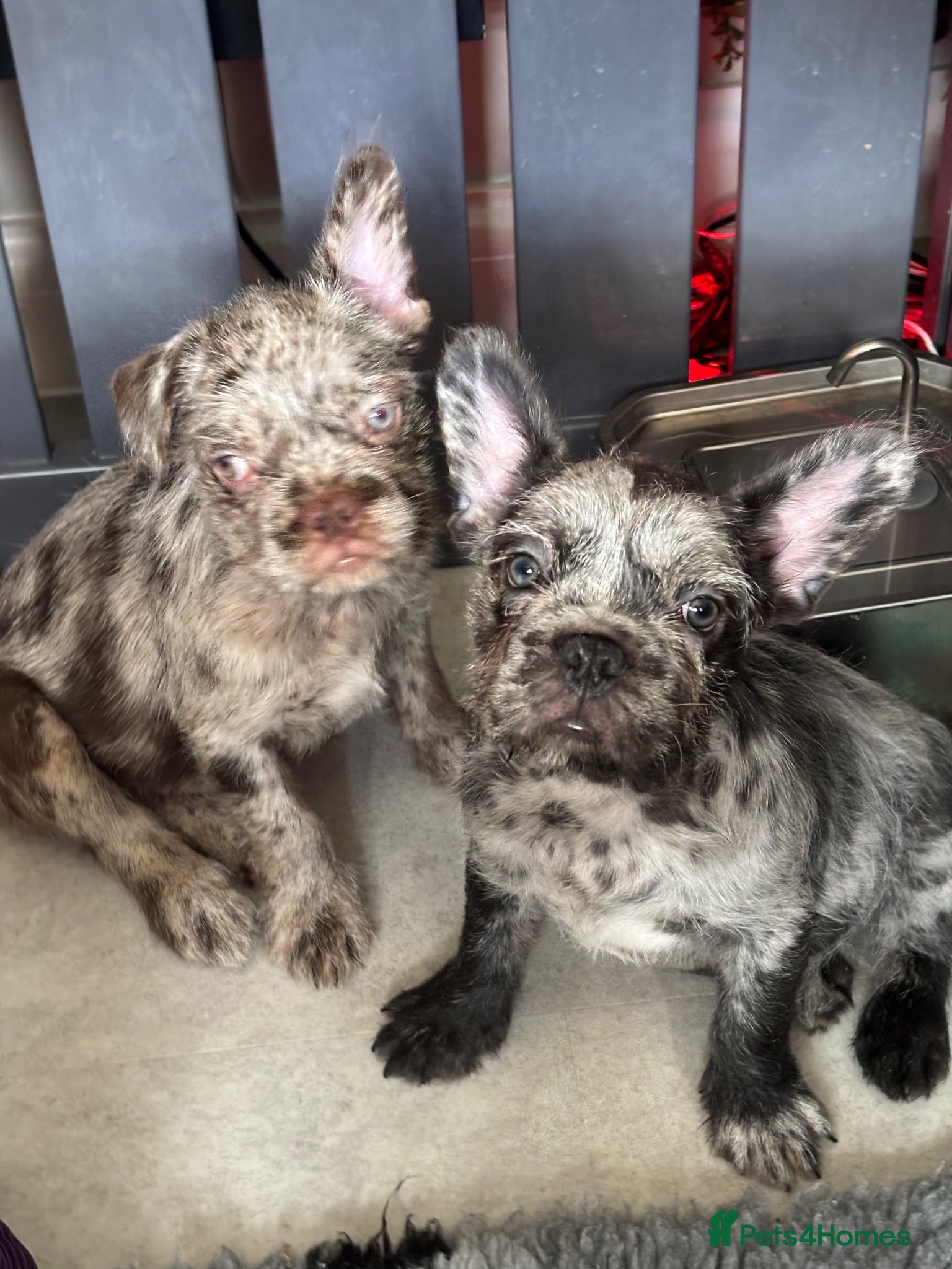 French Bulldog dogs Ready for new Sofa ❤️ and walkies - Advert 1