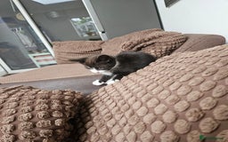 British Shorthair cats for sale: Mother and 2 kitten  for sale  - Image 7