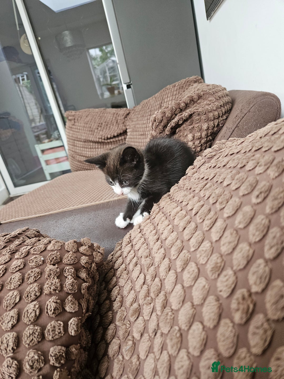 British Shorthair cats for sale: Mother and 2 kitten  for sale  - Image 7