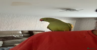 Ringnecks birds - Advert 10
