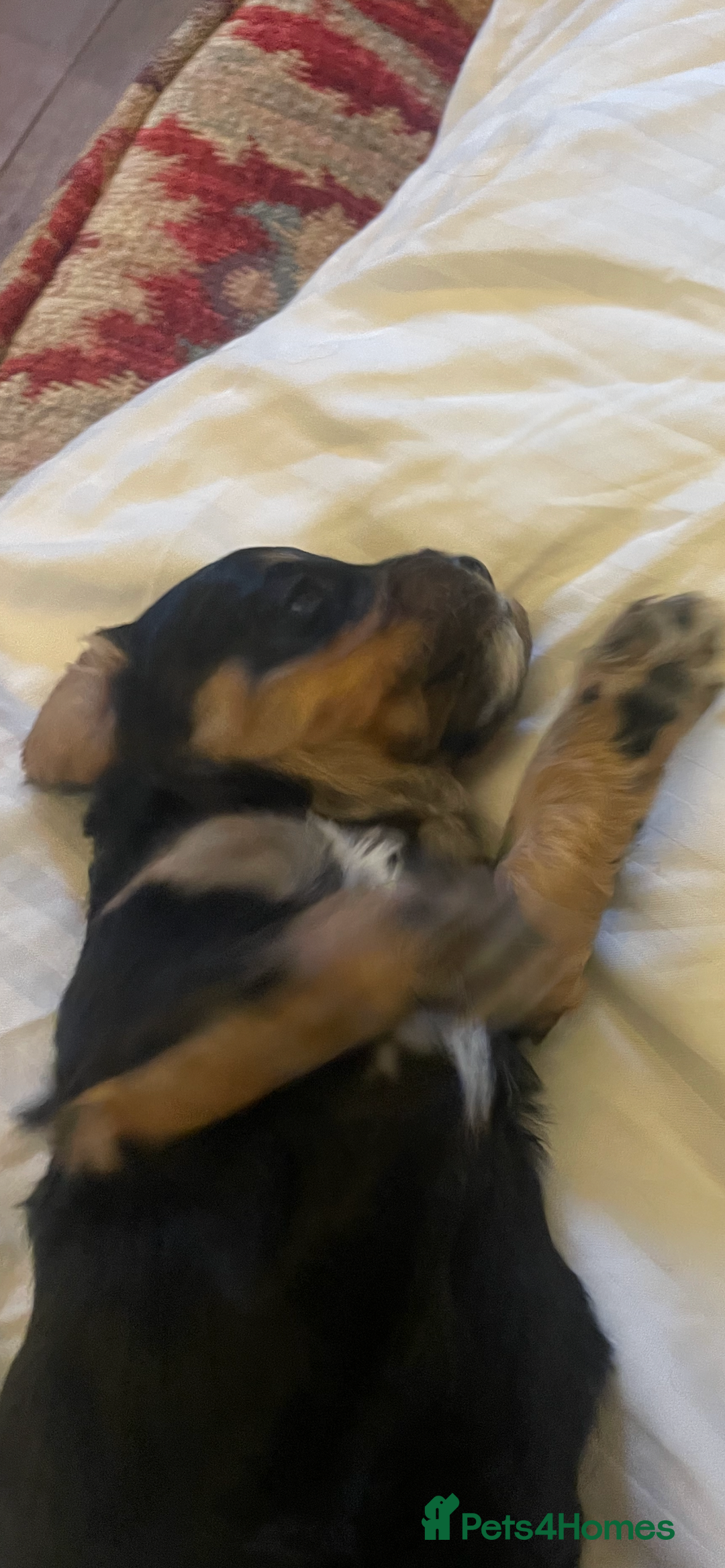 Cavapoo dogs for sale: Cavapoo - Advert 6