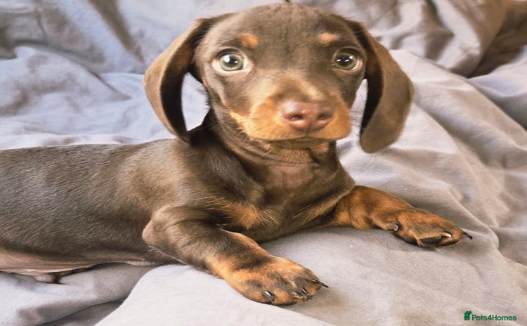 Dachshund dogs - Advert 10