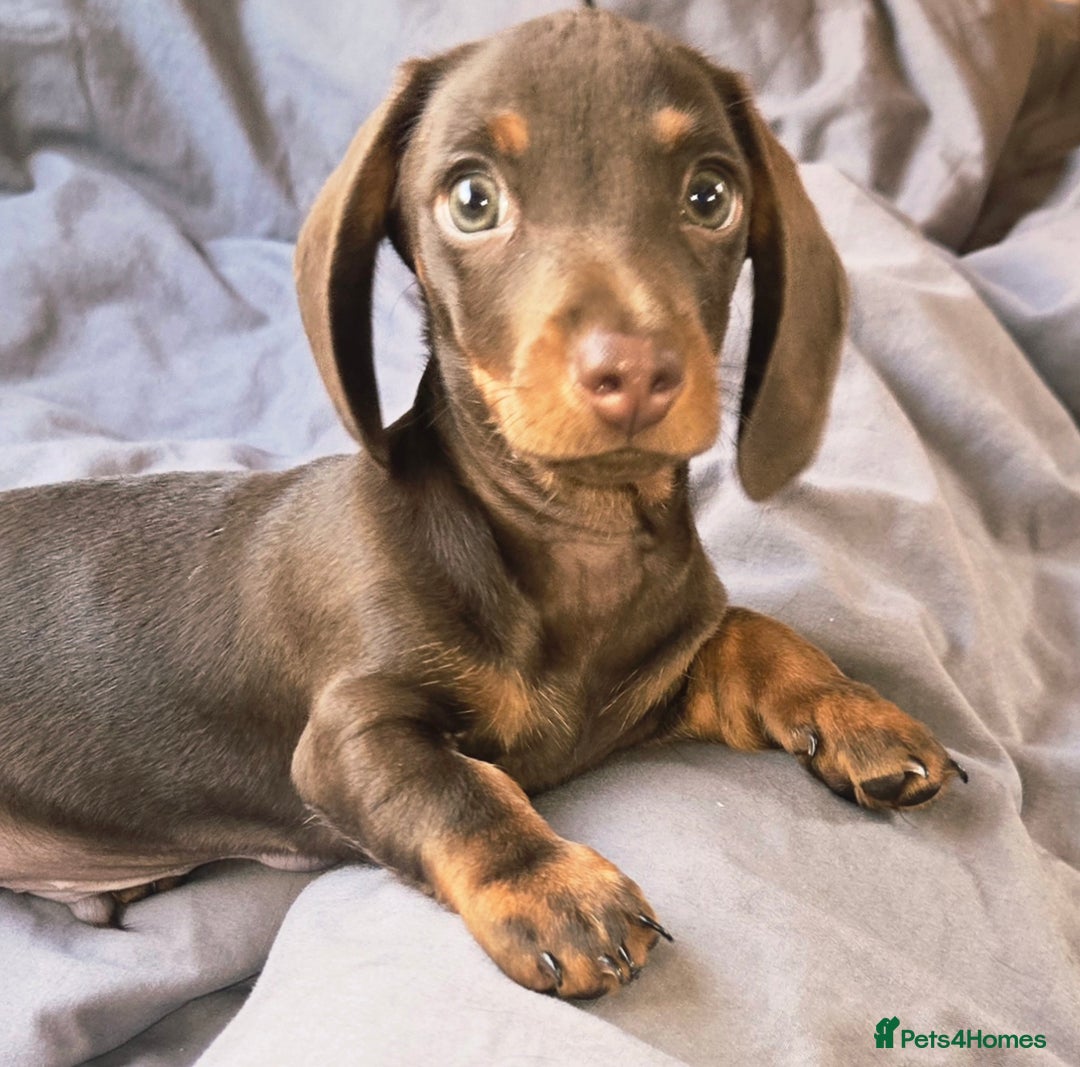 Dachshund dogs for sale: Miniture smooth haired dachshund - Image 2