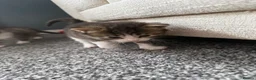 Ragdoll cats for sale: Stunning 3/4 Ragdoll Male Kitten in Motherwell - Advert 2