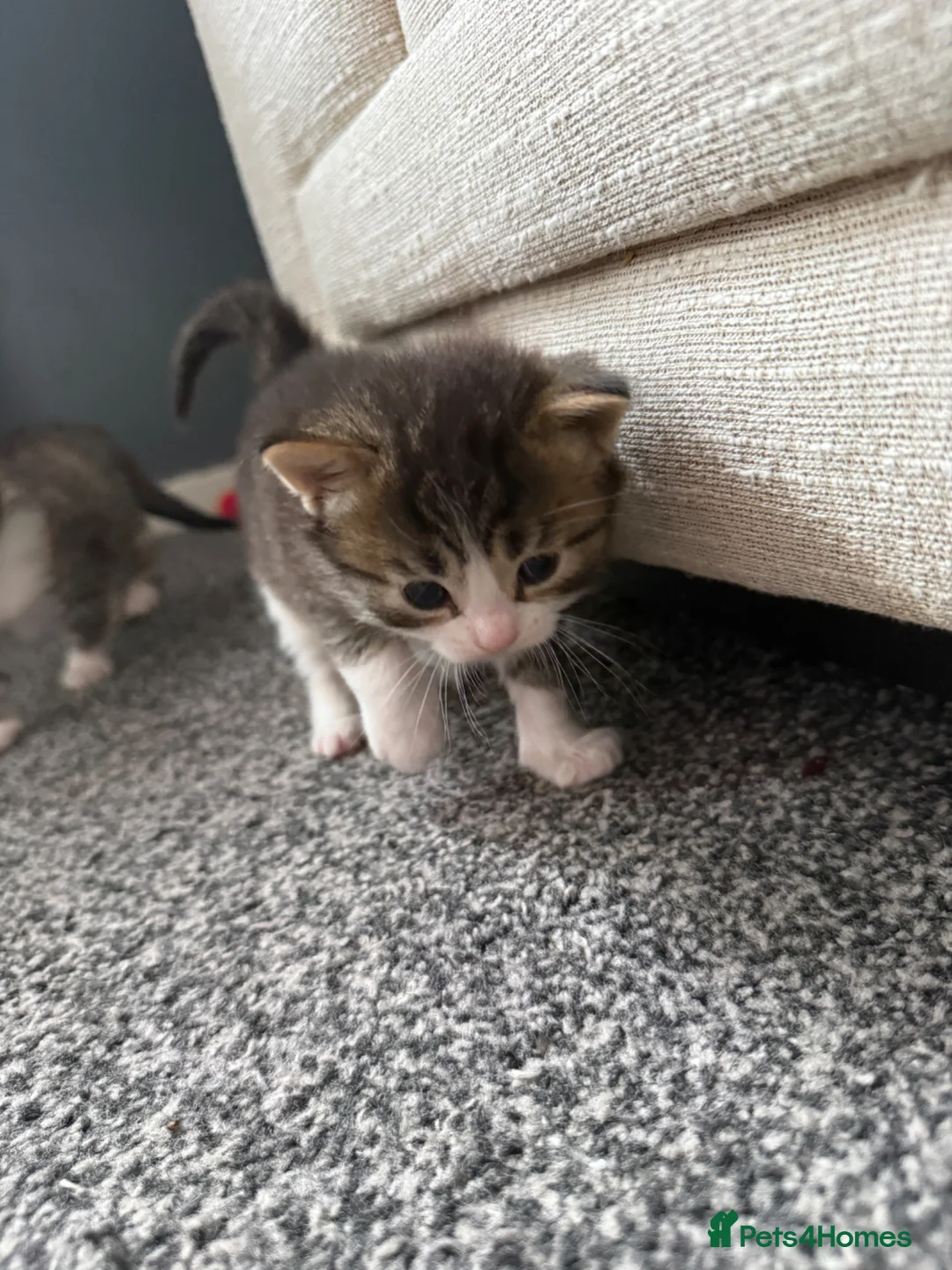 Ragdoll cats for sale: Stunning 3/4 Ragdoll Male Kitten in Motherwell - Advert 2