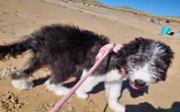 Bordoodle dogs for sale: Bordoodle Girl - Image 5