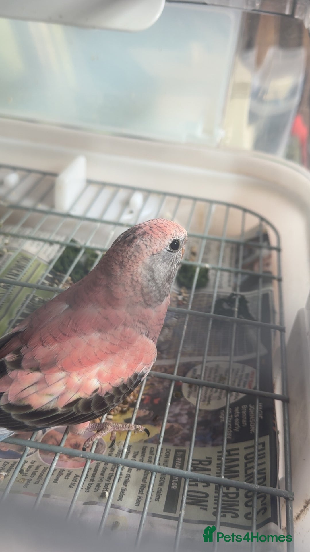 Parakeets birds for sale: 2 Rosa bourkes  - Image 6