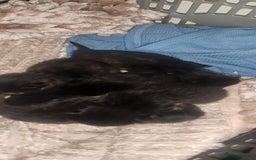Mixed Breed cats for sale: Beautiful mixed kittens - Image 7