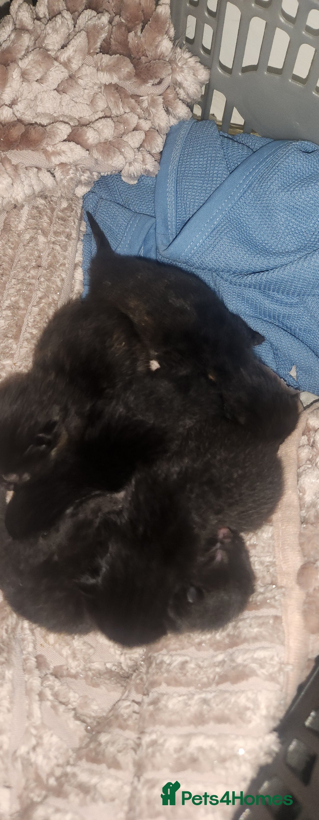 Mixed Breed cats for sale: Beautiful mixed kittens - Image 7