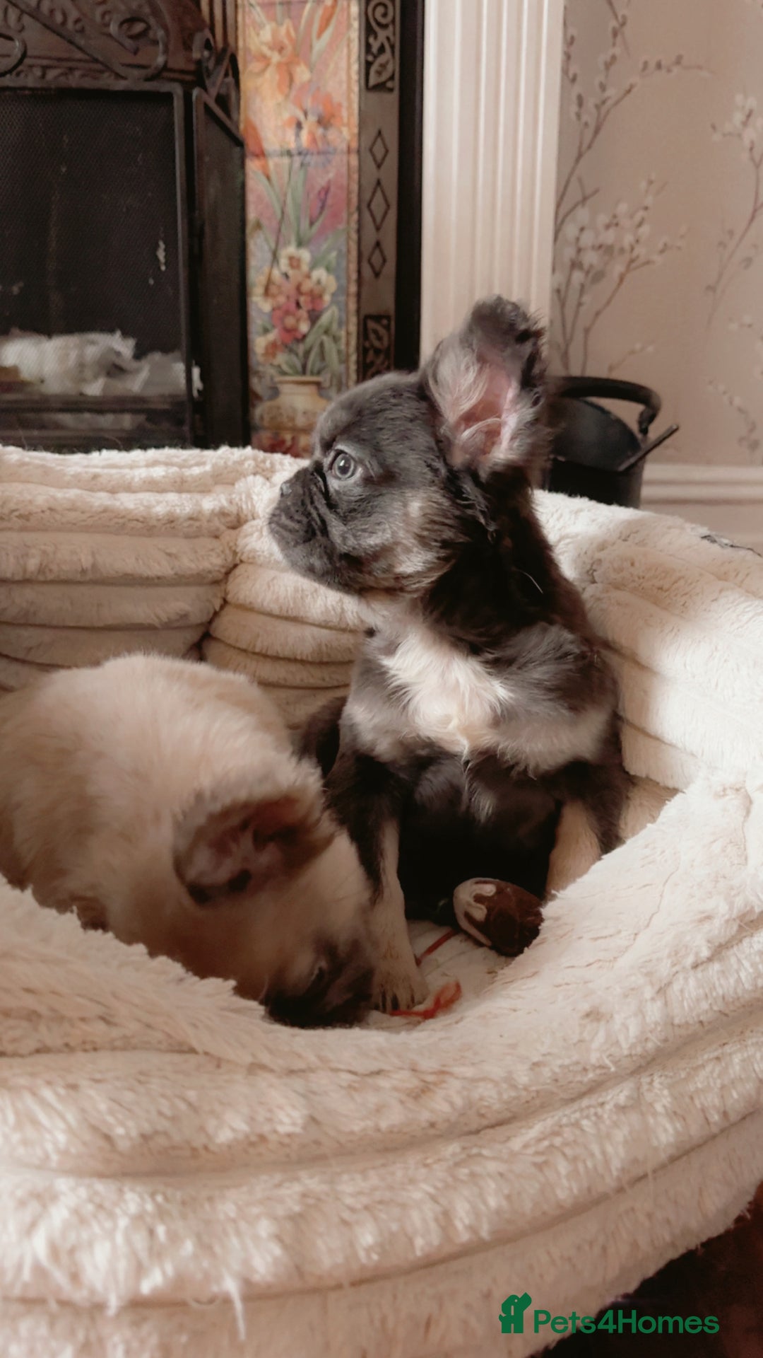 French Bulldog dogs for sale: Last girl Full fluffy French bulldogs REDUCED  - Advert 16