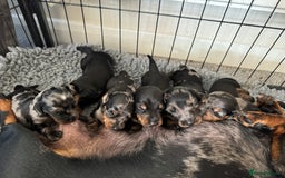 Miniature Dachshund dogs for stud: *Proven Stud*  - Image 10
