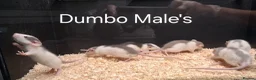 Rat rodents for sale: Baby Dumbo Rat's available, Males & Females  - Advert 18