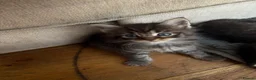 Maine Coon cats for sale: Beautiful maincoon cross ragdolls  - Advert 9