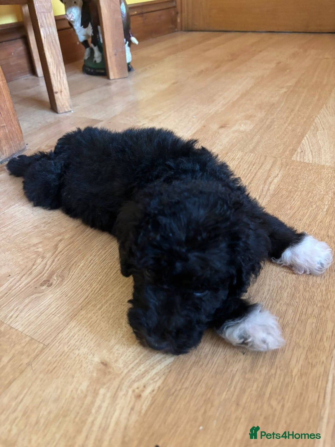 Bedlington Terrier dogs for sale: Bedlington Terrier puppies - Image 4