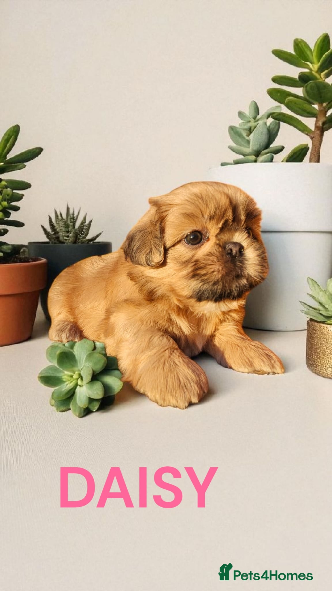 Shih Tzu dogs  💞 PURE STANDARD SHIH TZU 💕 - Advert 6