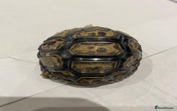 Tortoise reptiles for sale: Leopard tortoises  in Weston-super-Mare - Image 8