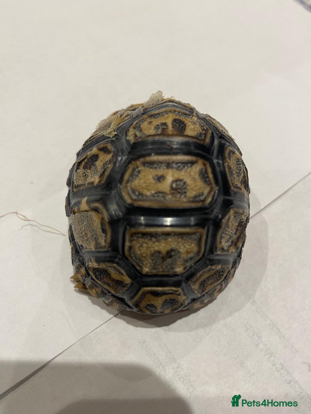 Tortoise reptiles for sale: Leopard tortoises  in Weston-super-Mare - Image 8