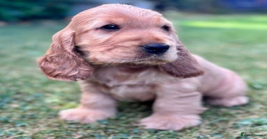 Cocker Spaniel dogs - Advert 1