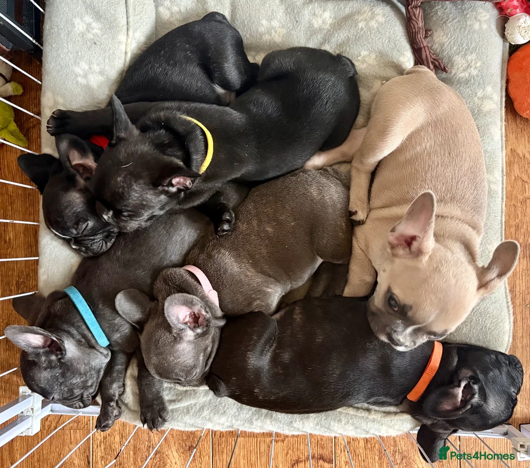 French Bulldog dogs for sale: French Bulldog Puppies - Advert 2