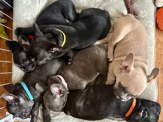 French Bulldog dogs French Bulldog Puppies - Advert 8